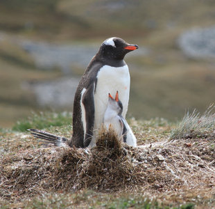 Gentoo Penguin & Chick Antarctica Huw Francis