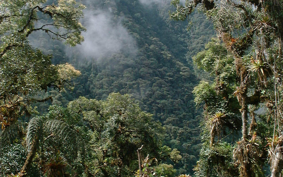 Ecuador Amazon rainforest Andes cloud forest travel conservation