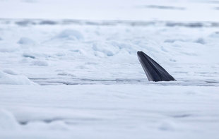 Minke Whale in Spitsbergen - Jordi Plana