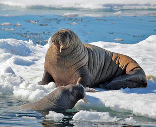 Walrus on Arctic Sea Ice Svalbard Spitsbergen from expedition icebreaker cruise ship