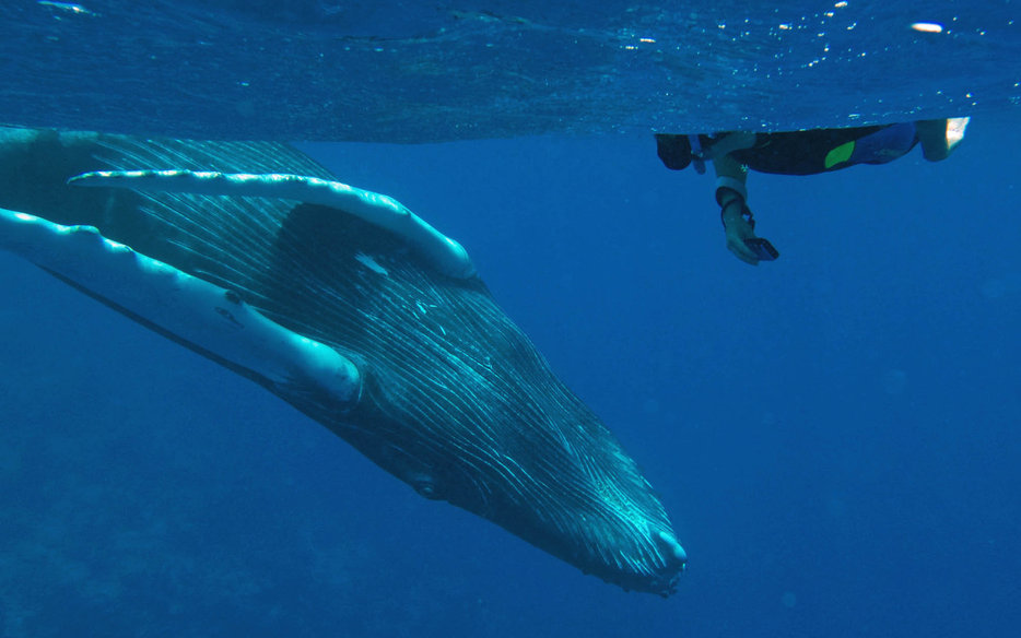 Dominican Republic Caribbean Island Silver Banks Humpback Whales Dominican Republic Caribbean Island Silver Banks Humpback Whales Watching Snorkel Freediving Adventure Travel Holiday Rafting Kayak Trek