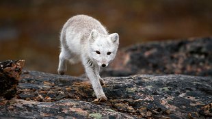 Arctic Fox in Greenland