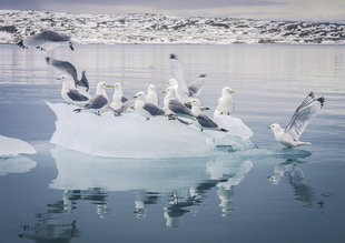 Kittiwakes on Iceberg - Steven Ashworth