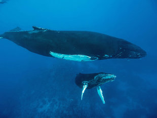 Humpback Whale Mother and Calf - Bjoern Koth