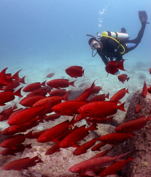 Diver & Red Fish Seychelles Carina Hall