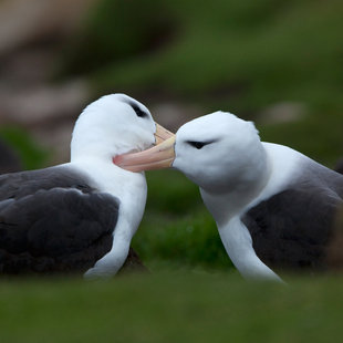 Black-browed Albatross pair