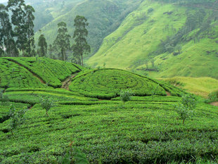 Tea Plantation in Nuwara Eliya