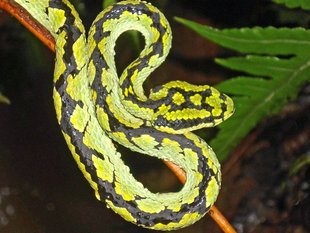 Snake in Sri Lanka