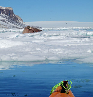 Walrus watching a kayaker in Spitsbergen - Ralph Pannell