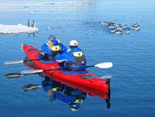 Kayaking with Guillemots in Spitsbergen - Ralph Pannell