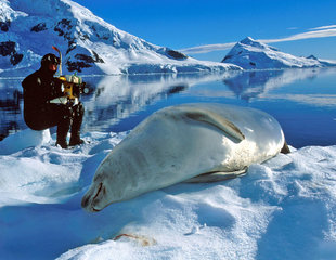 Lounging Crabeater Seal with diver in Antarctica