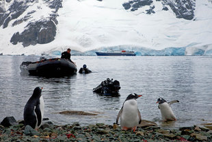 Check out dive with penguins in Antarctica - Hanneke Dallmeijer