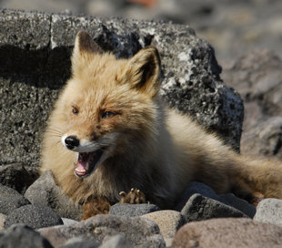 arctic-fox-russian-far-east-wildlife-wilderness-holiday-arctic-polar-cruise-holiday.jpg