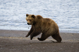 KOvsyanikova-brown-bear-Kamchatka-wildlife-marine-life-russian-far-east-voyage-holiday-cruise.jpg