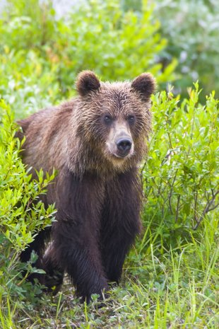 kamchatka-brown-bear-wilderness-wildlife-polar-arctic-russian-far-east-voyage-cruise-holiday-expedition.jpg