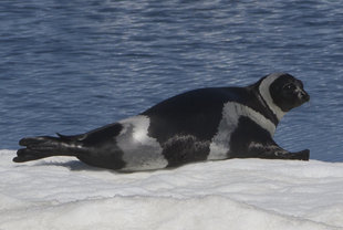 bering-seal-ice-wildlife-wilderness-voyage-cruise-sea-of-okhotsk.jpg
