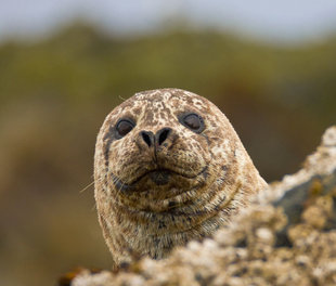 harbour-seal-russian-far-east-wildlife-marine-life-voyage-cruise-holiday-arctic-polar.jpg