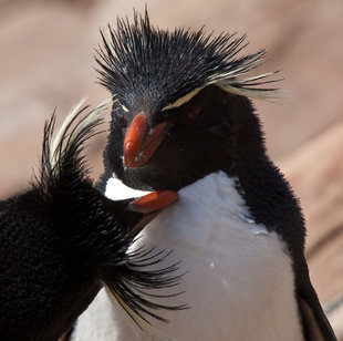 Grooming Rockhopper Penguins