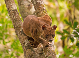 Female Fossa in Mantadia National Park - Ralph Pannell
