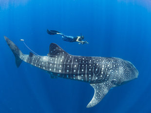 Whale Shark Researcher in Nosy Be - Dr Simon Pierce