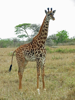 Giraffe in Serengeti National Park - Ralph Pannell
