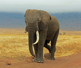 Elephant in Ngorongoro Crater - Ralph Pannell