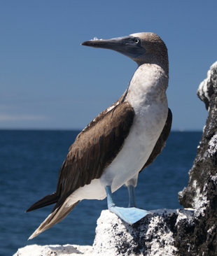 Blue Footed Booby off the coast of Isabela Island Galapagos - Wildlife Photography by Ralph Pannell AQUA-FIRMA