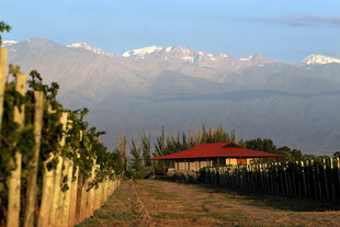 vineyard-mendoza-argentina.jpg
