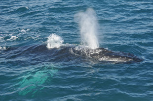 whale blowing akureyri iceland.jpg