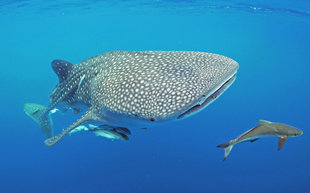 Whale Shark with Remora, Madagascar - Ralph Pannell
