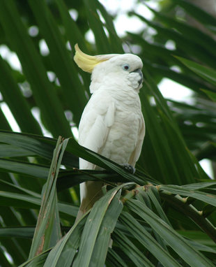 Cockatoo in Papua New Guinea