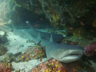 Galapagos White Tip Sharks scuba diving underwater photography by Erik Jan Rijkhorst