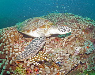 Turtle Resting on Coral Reef at Komodo (c) Ralph Pannell Underwater Photography AQUA-FIRMA scuba dive diving travel holiday.jpg