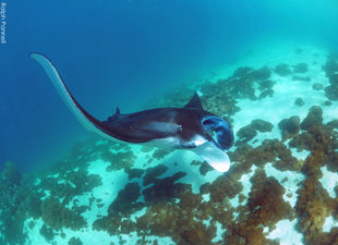 Reef Manta Ray in Komodo - photo: Ralph Pannell