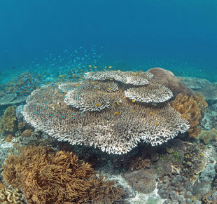 Acropora Table Coral, Komodo, Indonesia