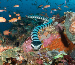 Banded Sea Snake Komodo Dr Simon Pierce Indonesia scuba dive travel diving holiday coral reef fishes biodiversity MMF.jpg