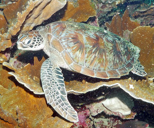 Turtle Rest on hard corals of Komodo