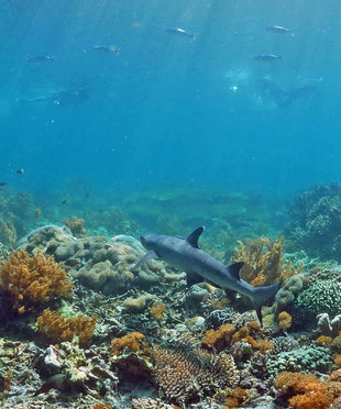 White Tip Reef Shark over shallow reefs in Komodo
