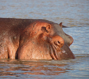 Hippo in Selous Game Reserve - Ralph Pannell
