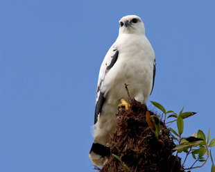 White Hawk in Arenal Volcano National Park