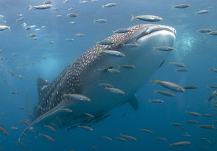 Whale Shark in Mafia Island Tanzania - Dr Simon Pierce