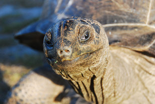 giant-tortoise-seychelles-wildlife-doug-howes.jpg