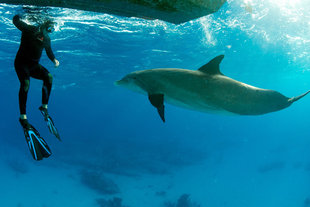 Snorkelling with Dolphins in Turks & Caicos - Rob Smith