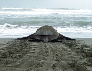 Leatherback Turtle in Tortuguero National Park
