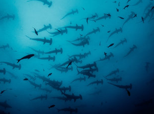 Schooling Hammerhead Sharks at Cocos Island National Park