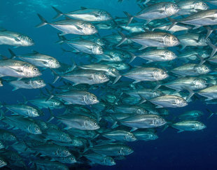 Schooling Fish at Cocos Island National Park