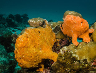 Frogfish at Cocos Island National Park