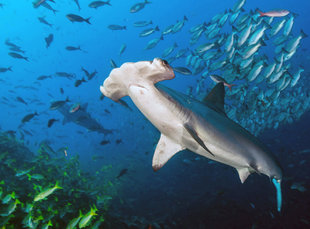 Scalloped Hammerhead Shark at Cocos Island National Park