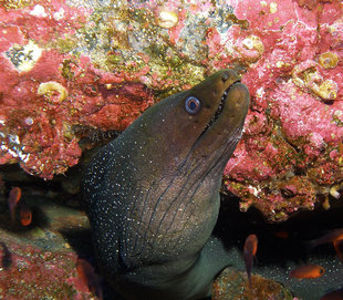 Moray Eel at Cocos Island National Park