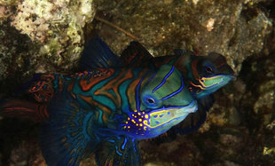 Mandarinfish are best found where coral is denuded